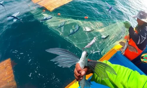 Pesca pez volador (1)